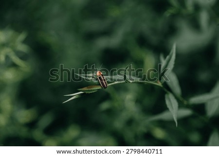 Lightning Bug Resting on Summer Foliage at Dusk