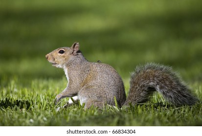 Lightning Bug That Is Catching A Ride With A Squirrel