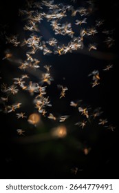 Lightning bugs, swarm of fireflies 