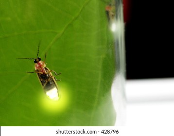 Lightning Bugs(fireflies) In A Jar-soft Focused From Diffusion Through Glass, Enhanced With Photoshop