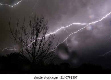 Lightning Bursts Brightly in the Night Behind a Bare Tree