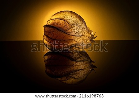 spring foliage Nature