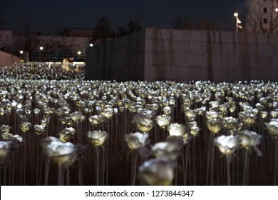 Lightning Of Roses At Soeul