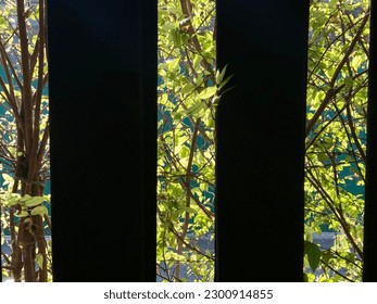 Lightning and shadow of leaf  as background