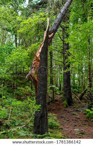 Lightning stricken tree. Trunk split apart.