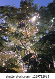 Lightning tree in a garden
