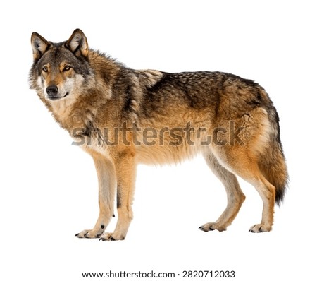 Lightning Wolf Lightning Wolf Standing Alert Isolated On White Background