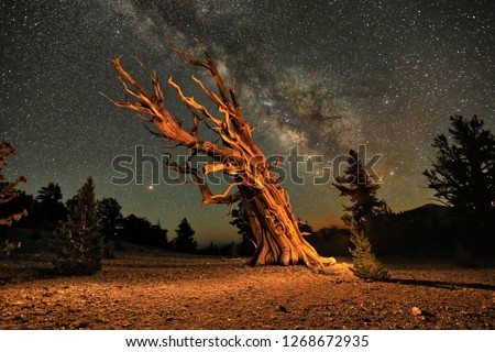 Lightpainted Bristlecone Pine Tree in the Forest