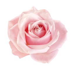 Világos Rózsaszín Rózsa Virág Fehér Alapon
