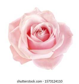 light-pink rose blossom on white background