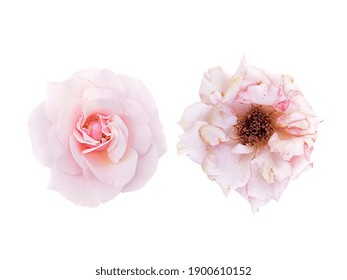 light-pink rose blossom and slightly withered roses isolated on white background - Powered by Shutterstock