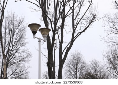 Lightpole and Trees, Nature Outdoors