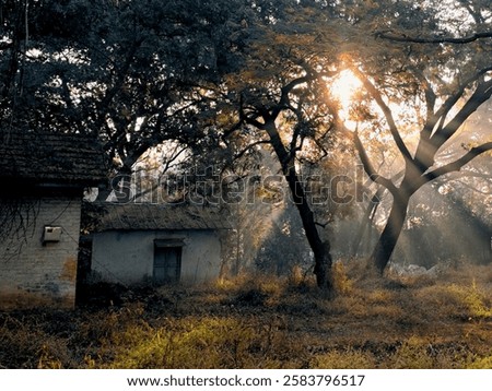 Lightrays falling through the trees.