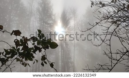 lightrays of a tree in the fog with sun in the background