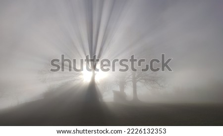lightrays of a tree in the fog with sun in the background