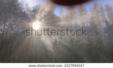 lightrays of a tree in the fog with sun in the background