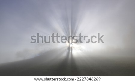 lightrays of a tree in the fog with sun in the background