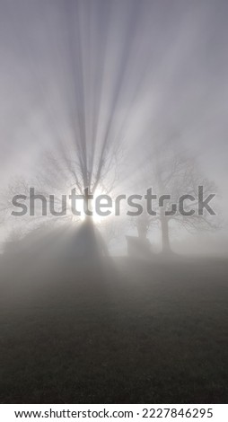 lightrays of a tree in the fog with sun in the background