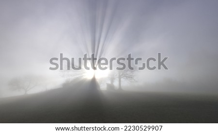 lightrays of a tree in the fog with sun in the background