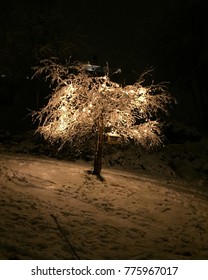 Lights on the tree