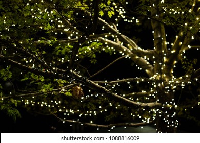 Lights in a tree