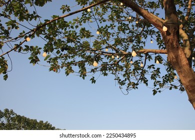 lights in tree with blue sky background
