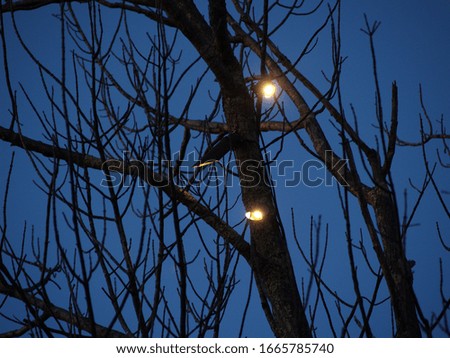 Similar – light chain Winter Tree