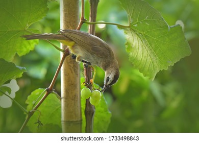 Light-vented Bulbul Bird Plucking Grapes