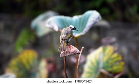 The Light-vented Bulbul Is A Species Of Bird In The Bulbul Family. It Is Found In Central And Southern China, Northern Vietnam And Taiwan. 