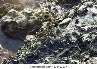 Ligia Oceanica (sea Louse) On Rock.