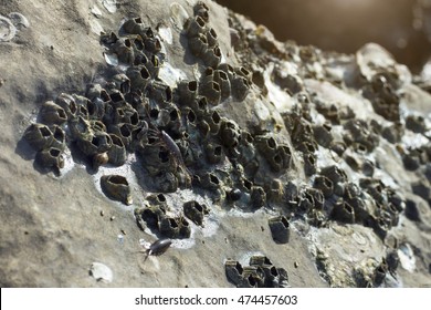 Ligia Oceanica (sea Louse) On Rock.