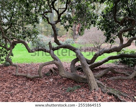 lignum vitae curvy multiple trunk