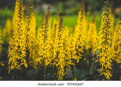 Ligularia The Rocket High Res Stock Images Shutterstock