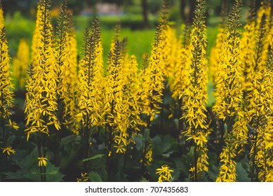 Ligularia The Rocket High Res Stock Images Shutterstock