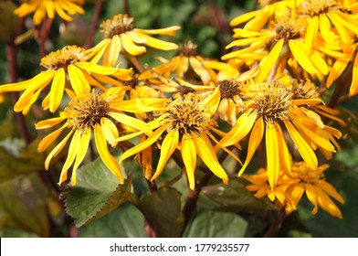 Ligularia High Res Stock Images Shutterstock