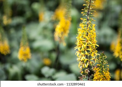 Ligularia The Rocket High Res Stock Images Shutterstock Ligularia The Rocket High Res Stock Images Shutterstock
