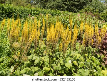 Ligularia The Rocket High Res Stock Images Shutterstock