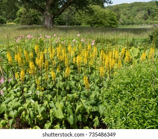 Ligularia The Rocket High Res Stock Images Shutterstock