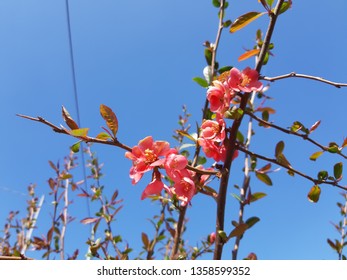 Liguria, Italy – 03/29/2019: Beautiful caption of the cherry tree and other different fruit plants with first amzing spring flowers in the village and an incredible blue sky in the background. 