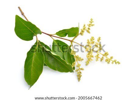 Ligustrum lucidum, the broad-leaf privet, Chinese privet, glossy privet or wax-leaf privet. Isolated on white background.