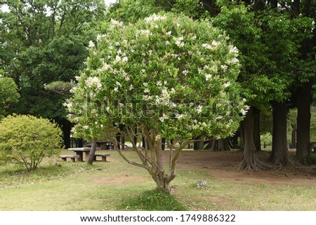 Ligustrum lucidum (Glossy privet) is an evergreen tree in Oleaceae It is used for park trees and hedges, and has many yellowish-white flowers in early summer.