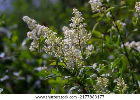 Ligustrum vulgare wild european privet white flowering plant, group of scented flowers in bloom on shrub branches, green leaves.