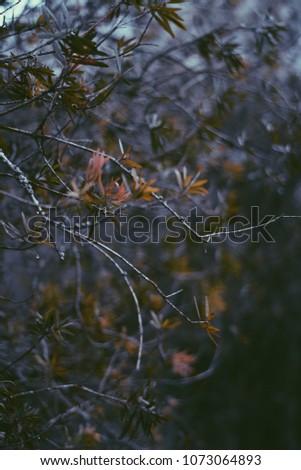 Pyracantha coccinea Fruit