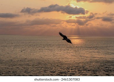 Like a dancer in the sky, the eagle soars in full glory, conquering the sky with its matchless grace.