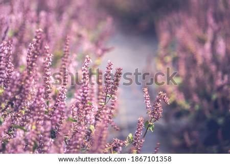 Similar – Image, Stock Photo pink flowers of calluna vulgaris in a field at sunset