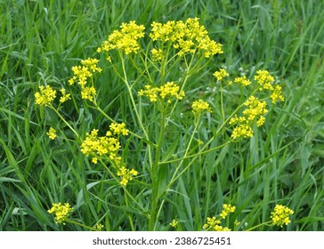 Like weeds, bunias orientalis grows in the wild