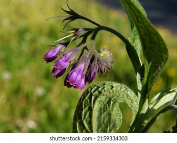 Lila Flowers Of Comfrey Plant Close Up