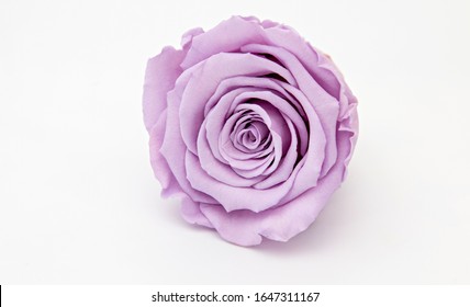 rose lila