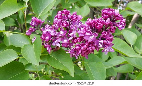 Lilac