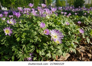 Lilac Anemone blanda or Balkan anemone, Grecian windflower or winter windflower